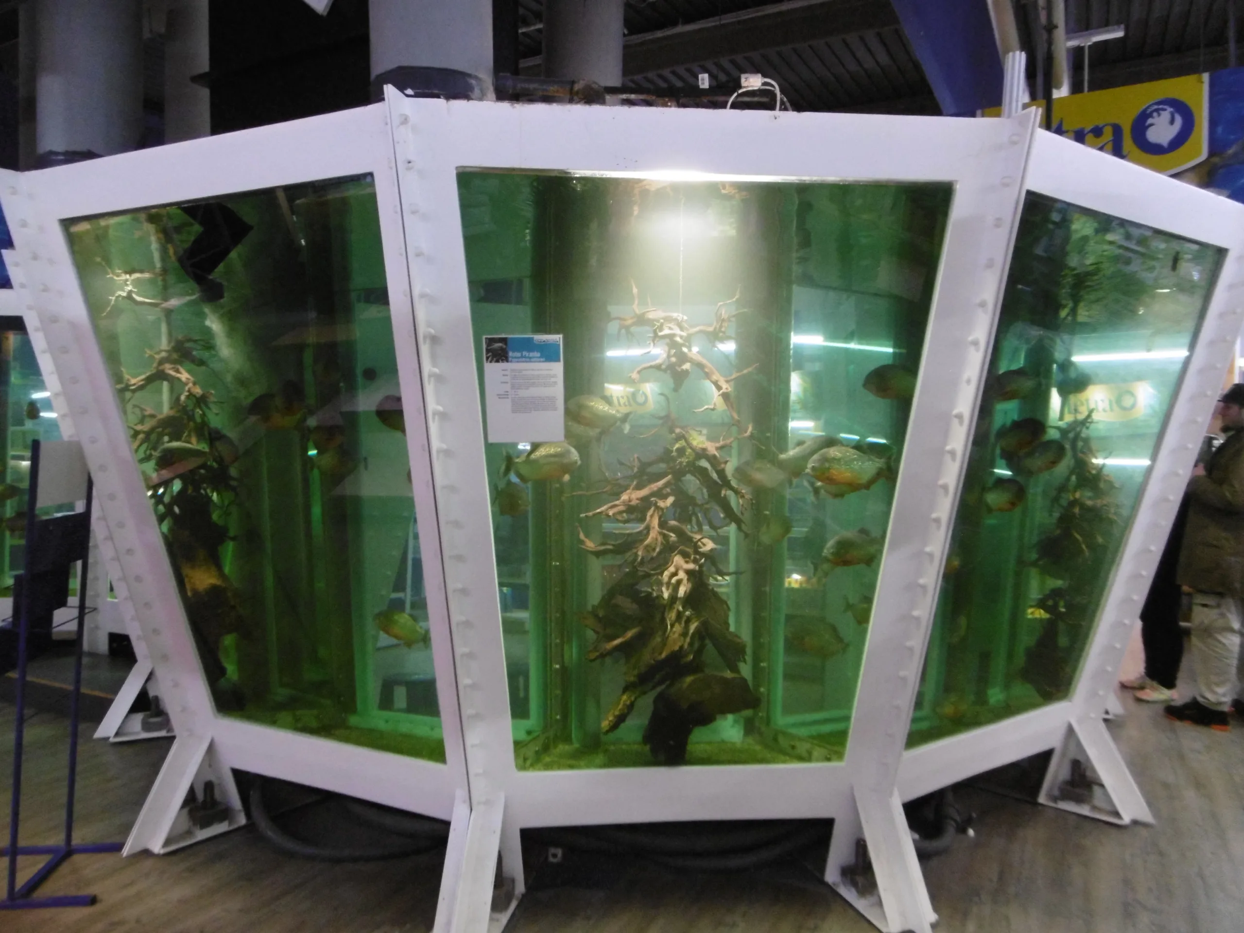 Rote Piranhas im Aquarium Zoo Zajac