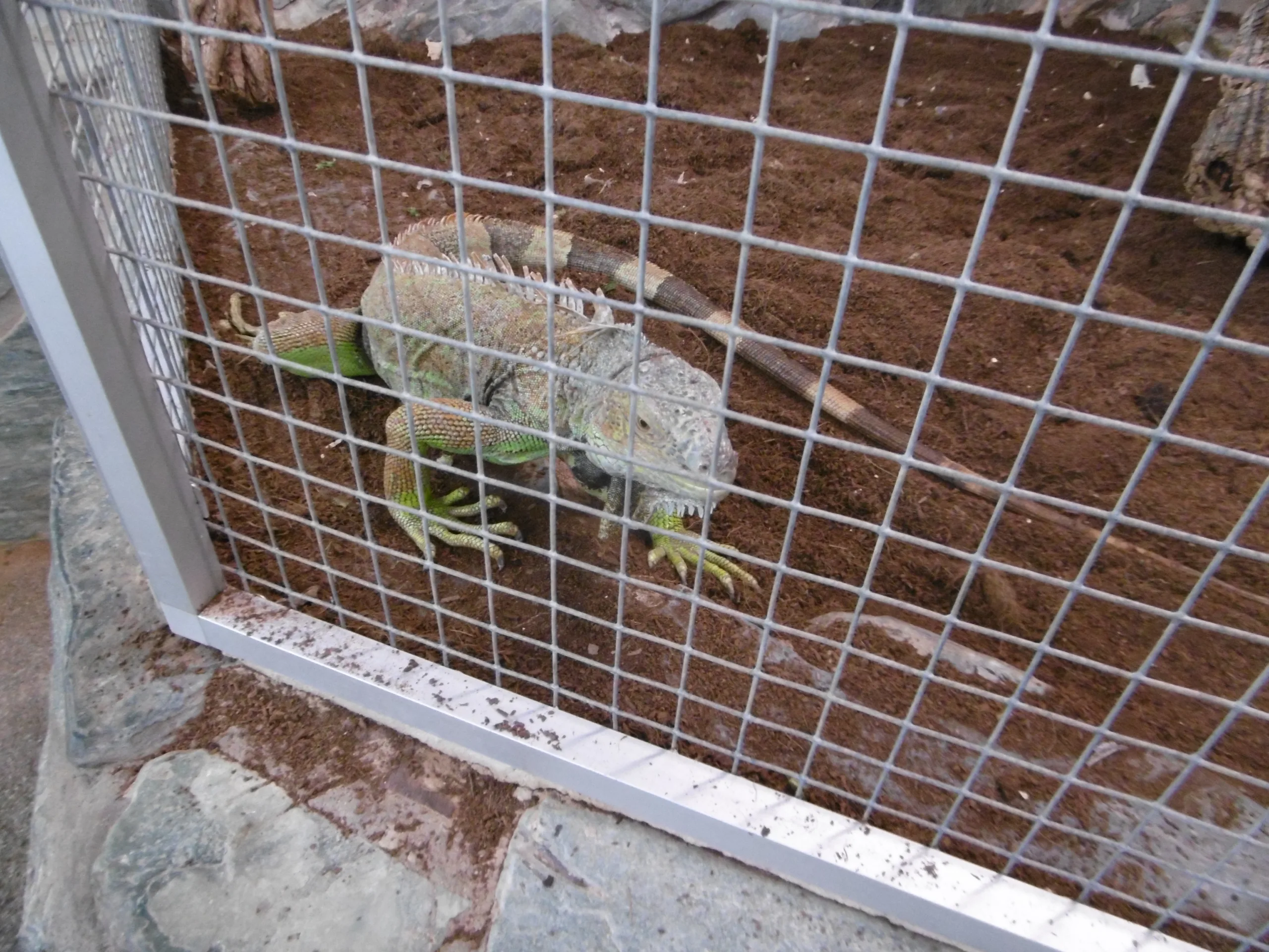Grüner Leguan im Gehege Zoo Zajac