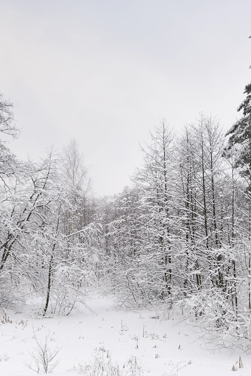 Verschneiter Winterwald am See Kratovskoe