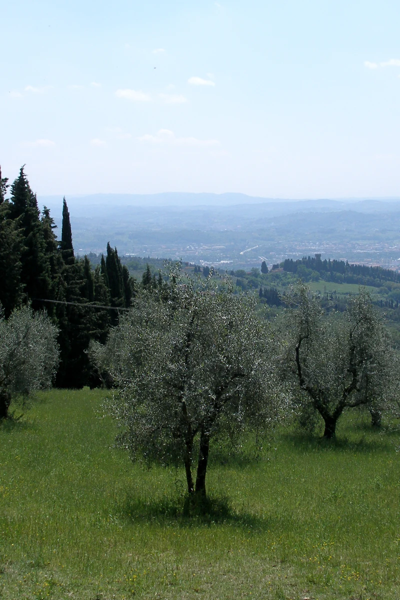 Toskanische Landschaft bei Florenz mit Olivenbäumen, Zypressen und Hügeln