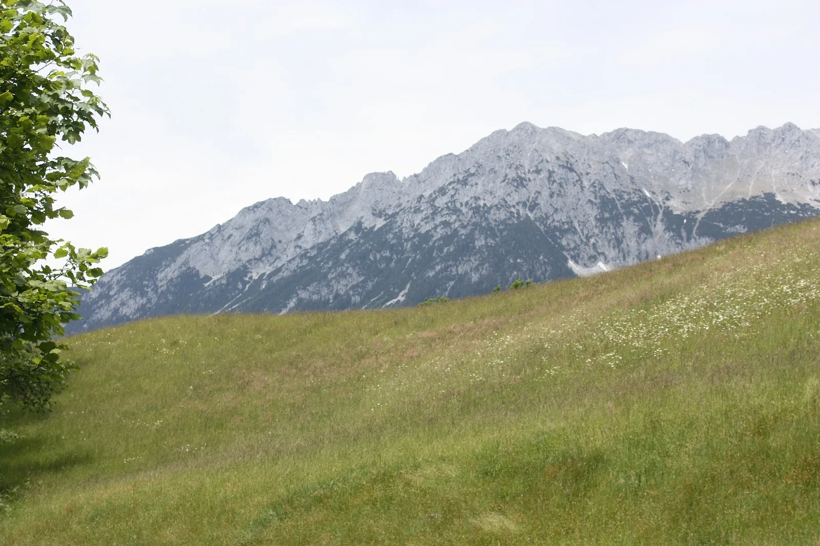 Blumenwiese in Ellmau mit Blick zum Wilden Kaiser