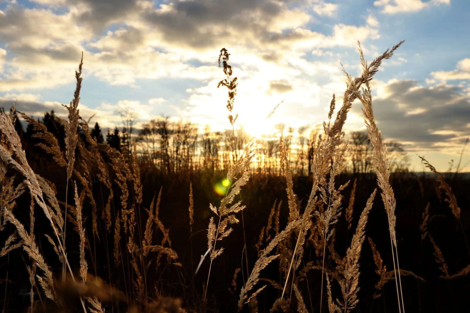 Hohes Gras im Sonnenuntergang auf einem Feld