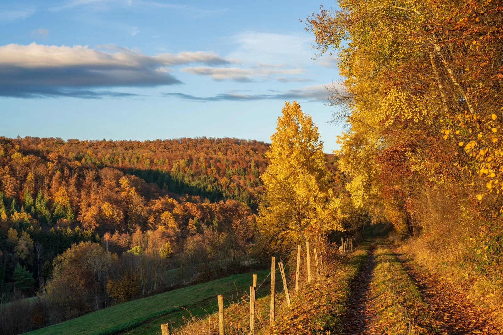 Feldweg im Herbstlaub bei Beilstein im November