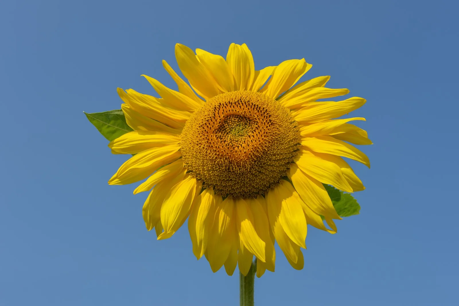 Sonnenblume vor blauem Himmel