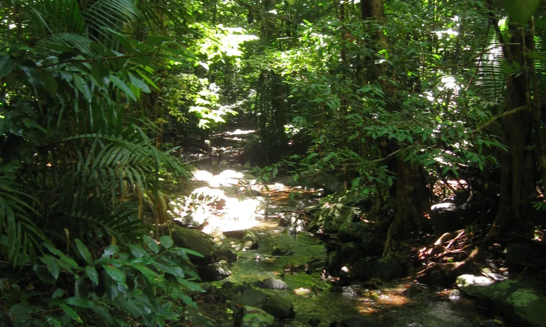 Dichter Regenwald mit Bach in Queensland, Australien