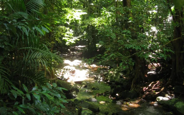 Dichter Regenwald mit Bach in Queensland, Australien